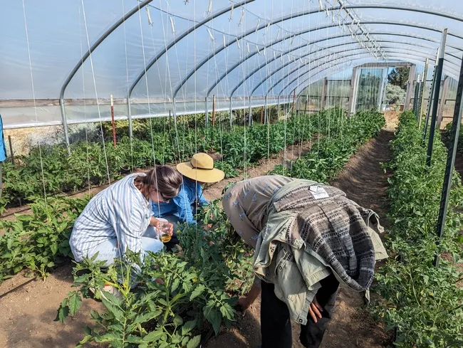 Asesoras de UCCE observando las innovaciones y necesidades de los productores locales