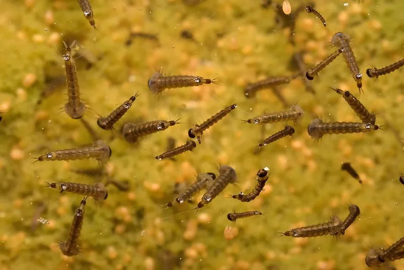mosquito larvae en masse in water