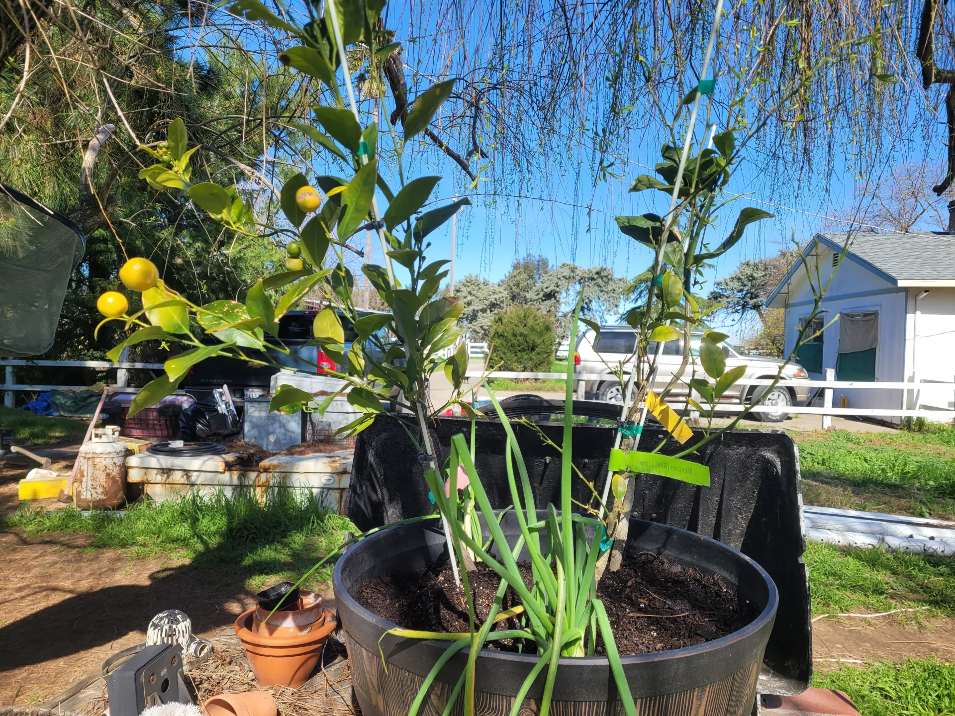 multiple fruit trees in a pot