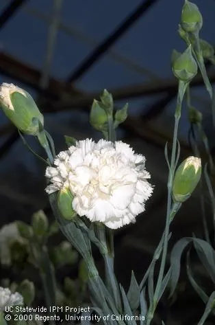 The carnation we are all familiar with, dianthus caryophyllus, grows well in our area. UC IPM Project