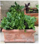 Spinach growing in a container
