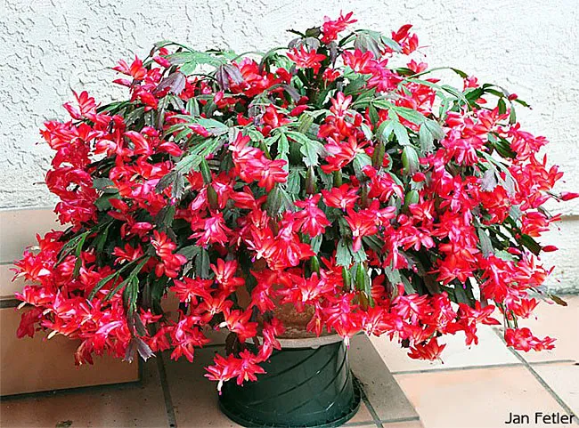 November bloom