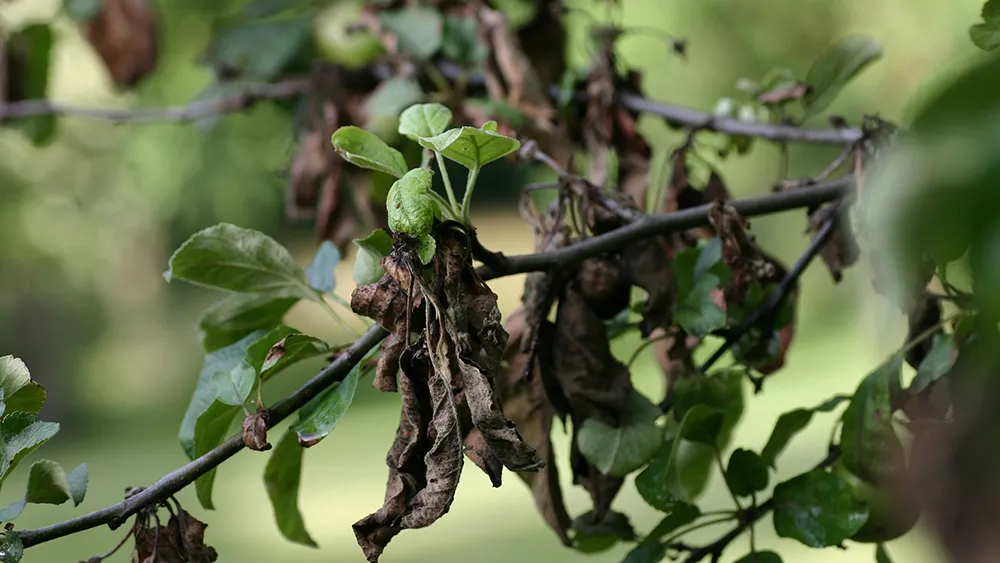fire blight on apple