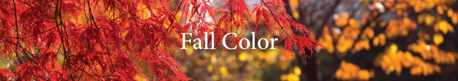 BUTTON Fall Color