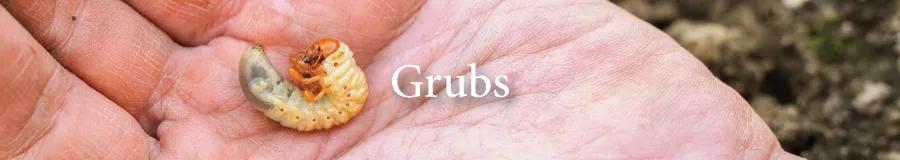 Button Grub