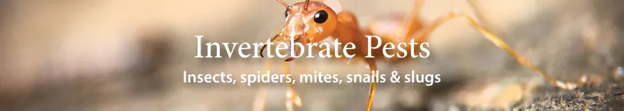 Button invertebrate