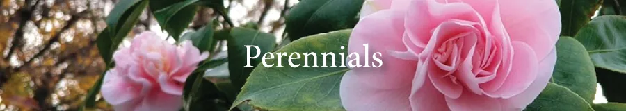 BUTTON perennials