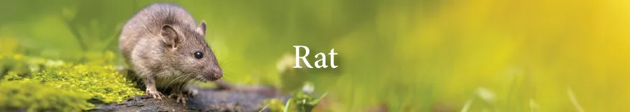 Button Rat