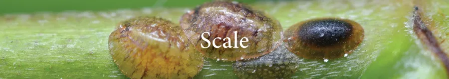 Button Scale