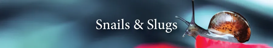 BUtton Snail