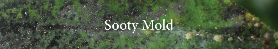 Button sooty mold