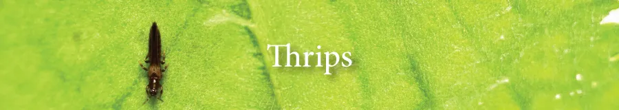 BUtton Thrips