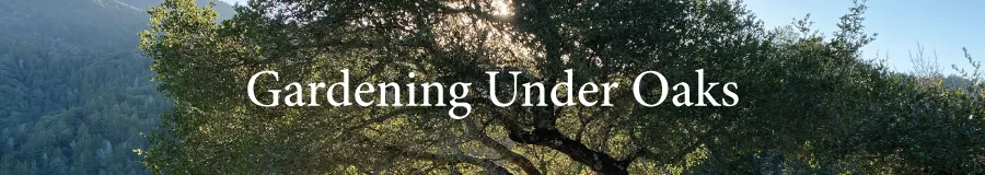 Button Under Oaks