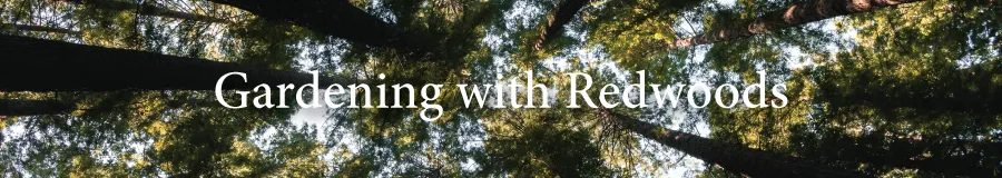 Under Redwoods