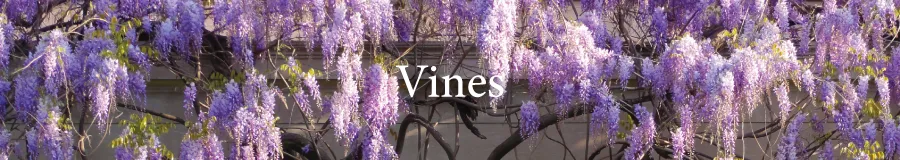 BUTTON Vines Wisteria