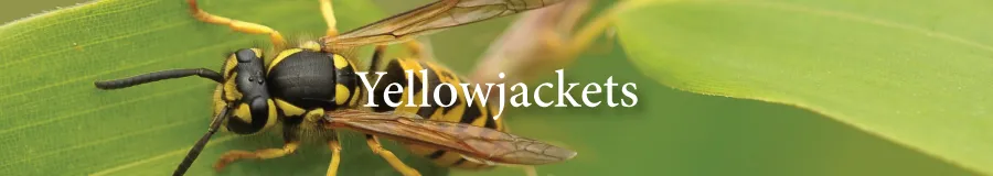 Button Yellowjacket