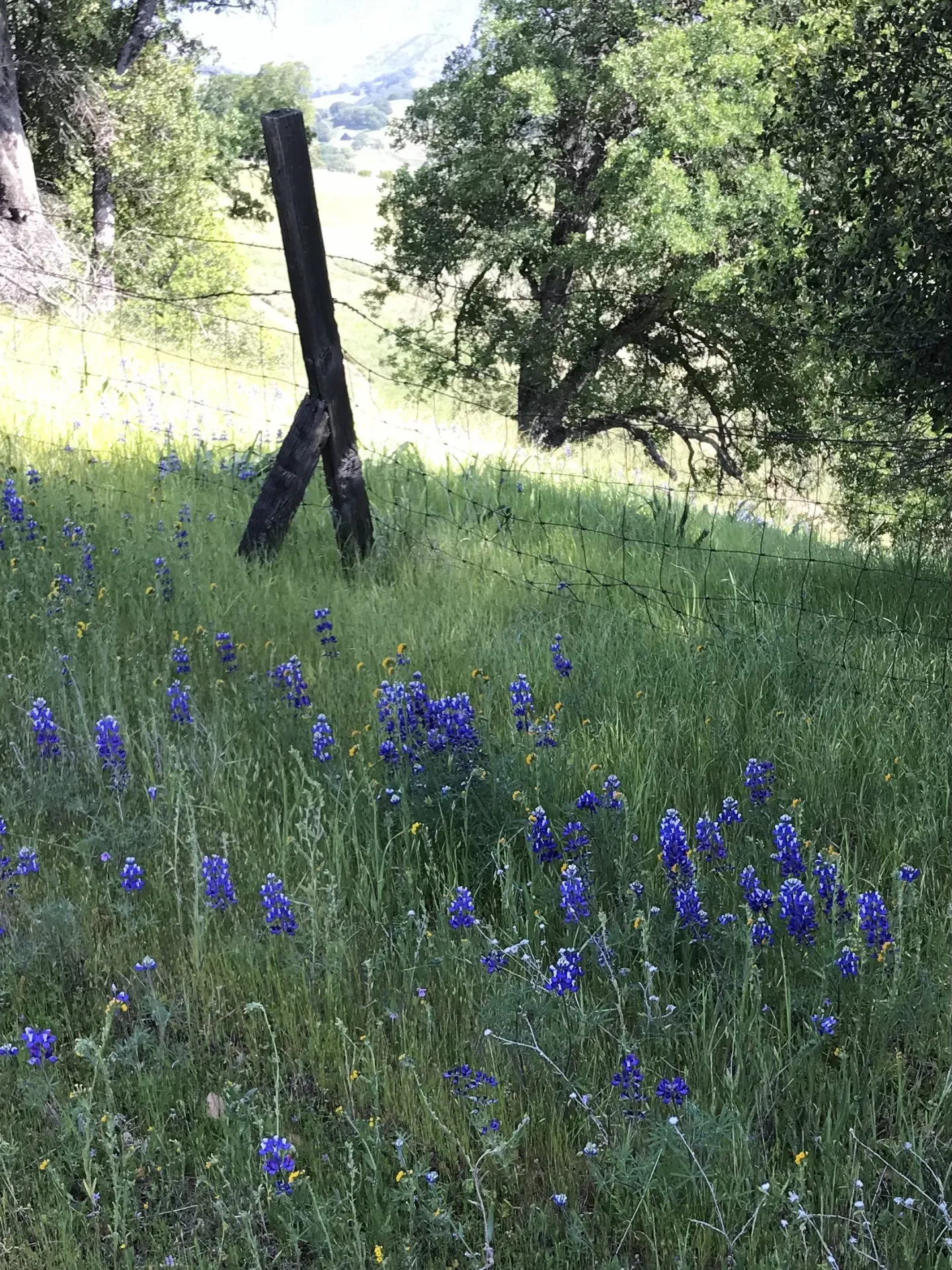 blue and white lupine flowers in a field
