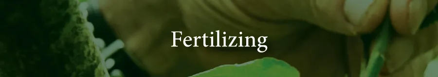 Care Fertilizing