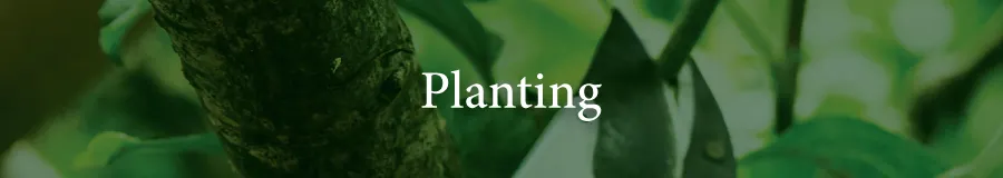 CARE planting