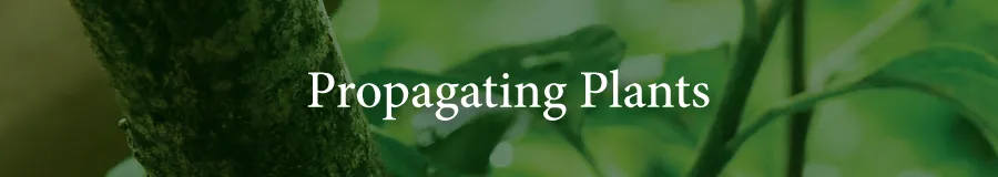 Care Propagating