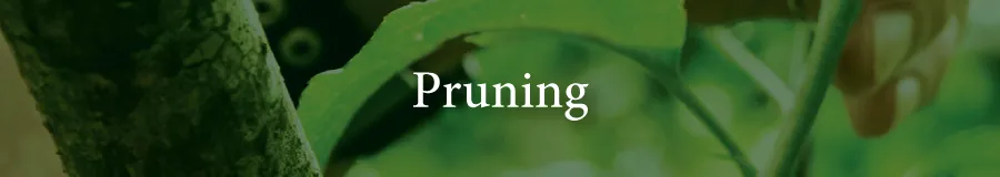 Care Pruning