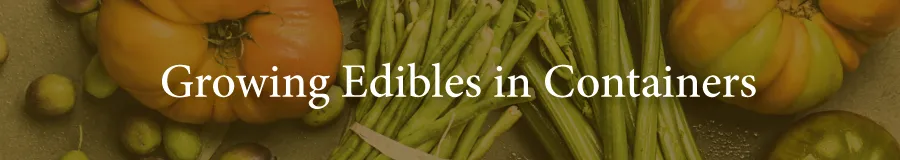 Edibles Containers