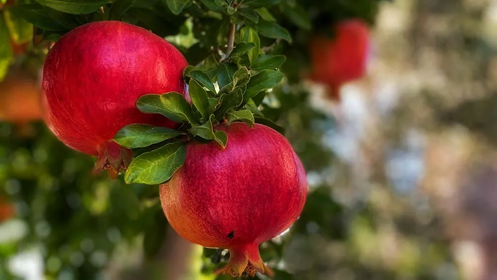 pomegranate