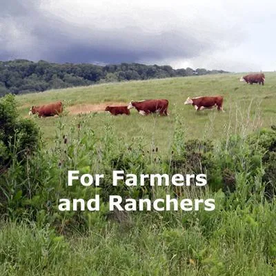 cows on a cloudy day