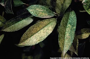 lace bugs feeding on photinia cause leaf stippling
