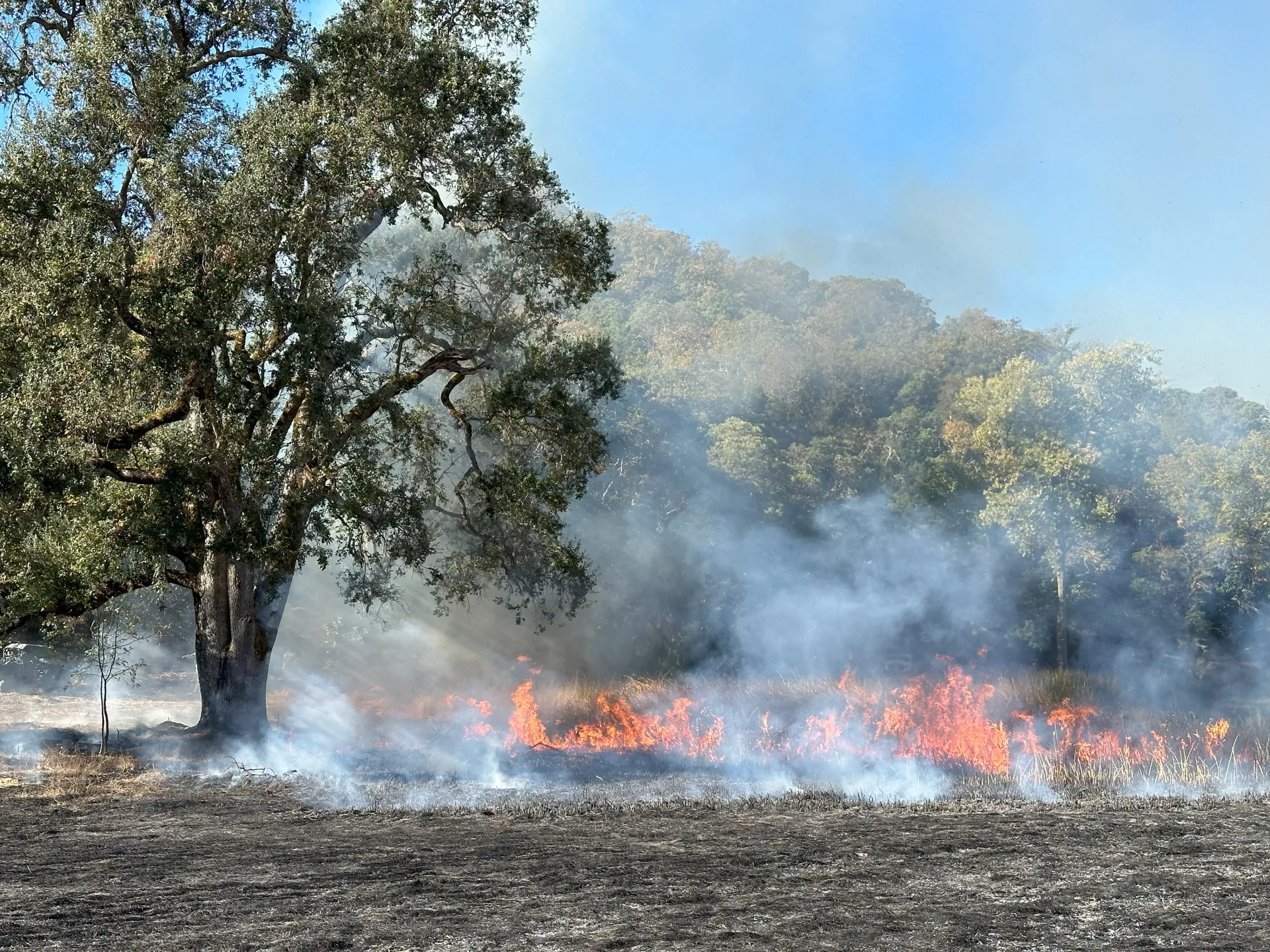 Lake Bio prescribed burn 2024