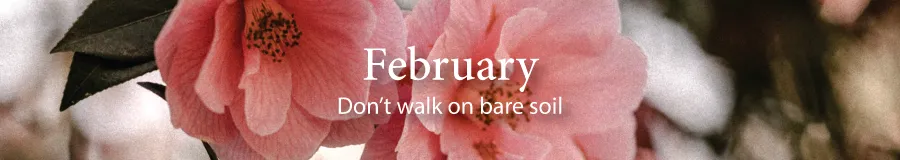 Feb camellia