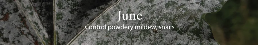 June