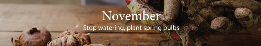 November
