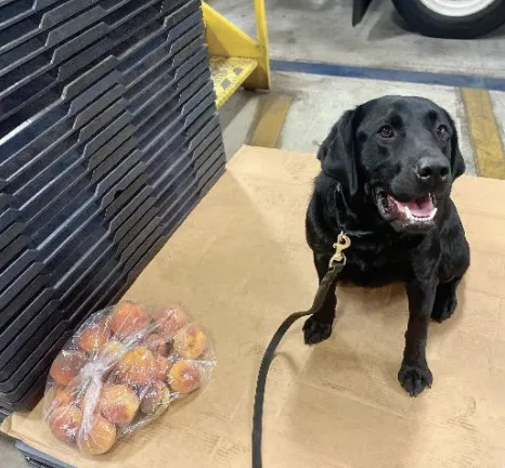 Detector dog sitting next to a bag filled with confiscated peaches
