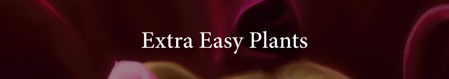 Plants Easy