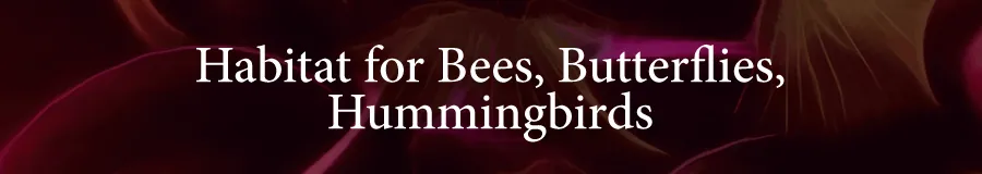 Plants Pollinators