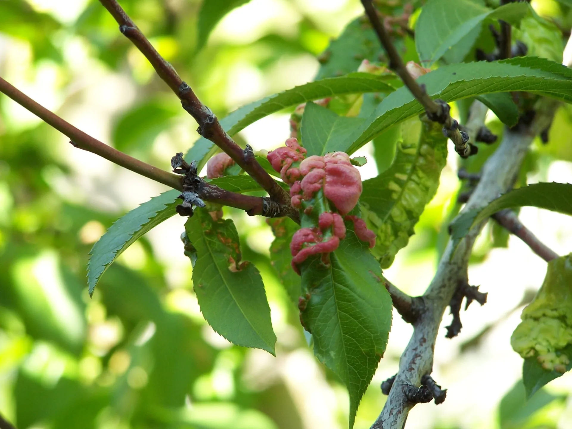 peach leaf curl