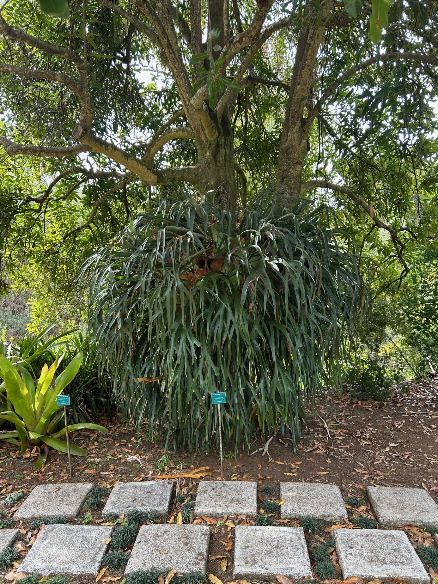 large staghorn fern