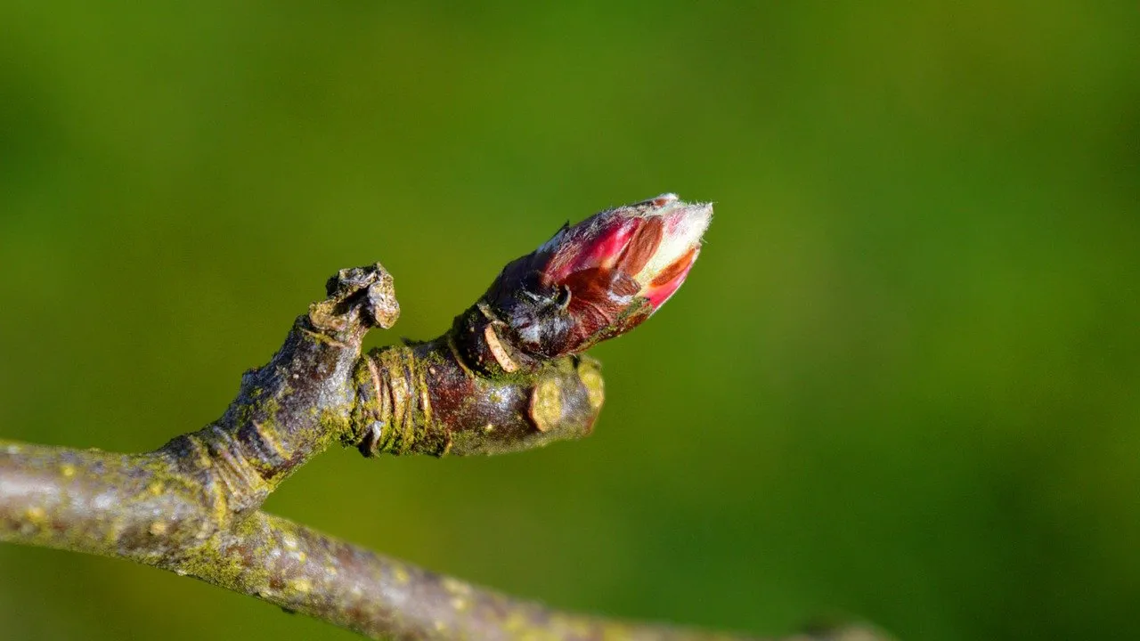 Apple spur
