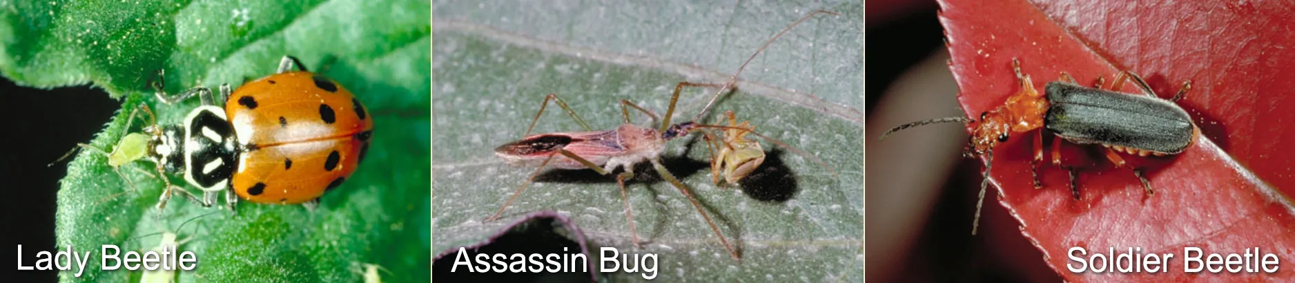 beneficial insects