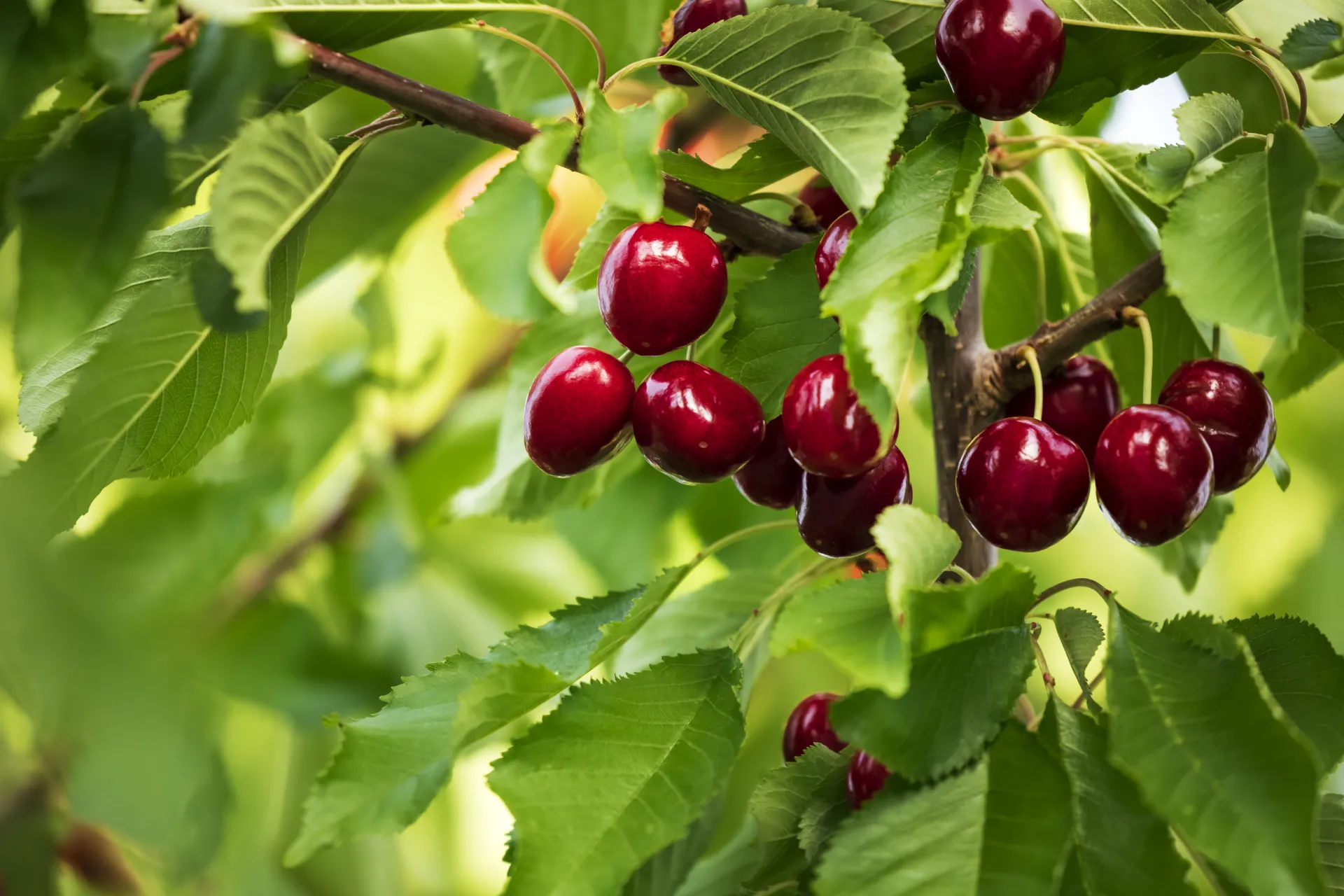 cherry tree