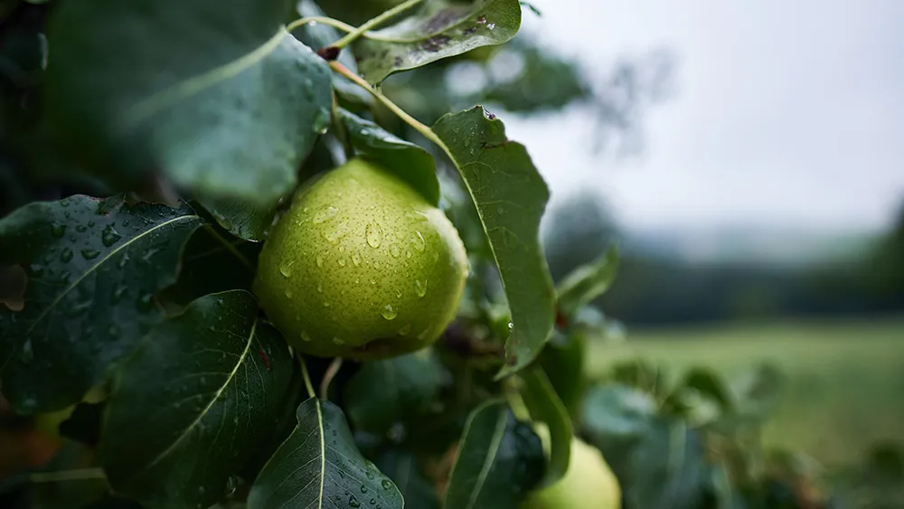 Pear tree