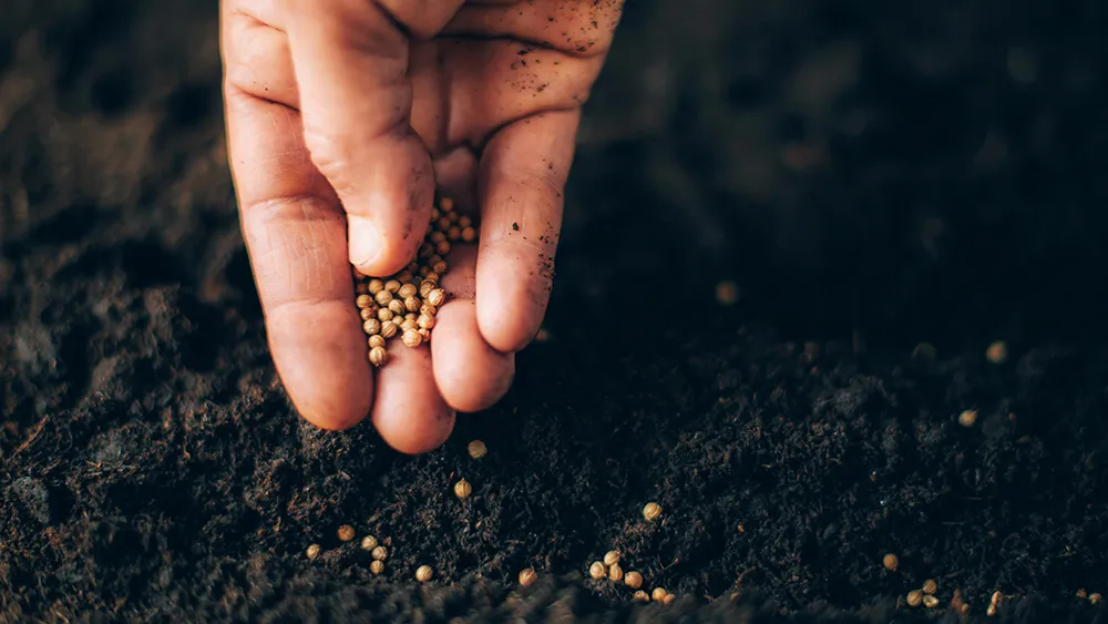 hand sowing seeds