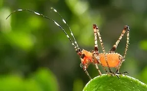 insect pest