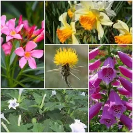 plants not safe for pets