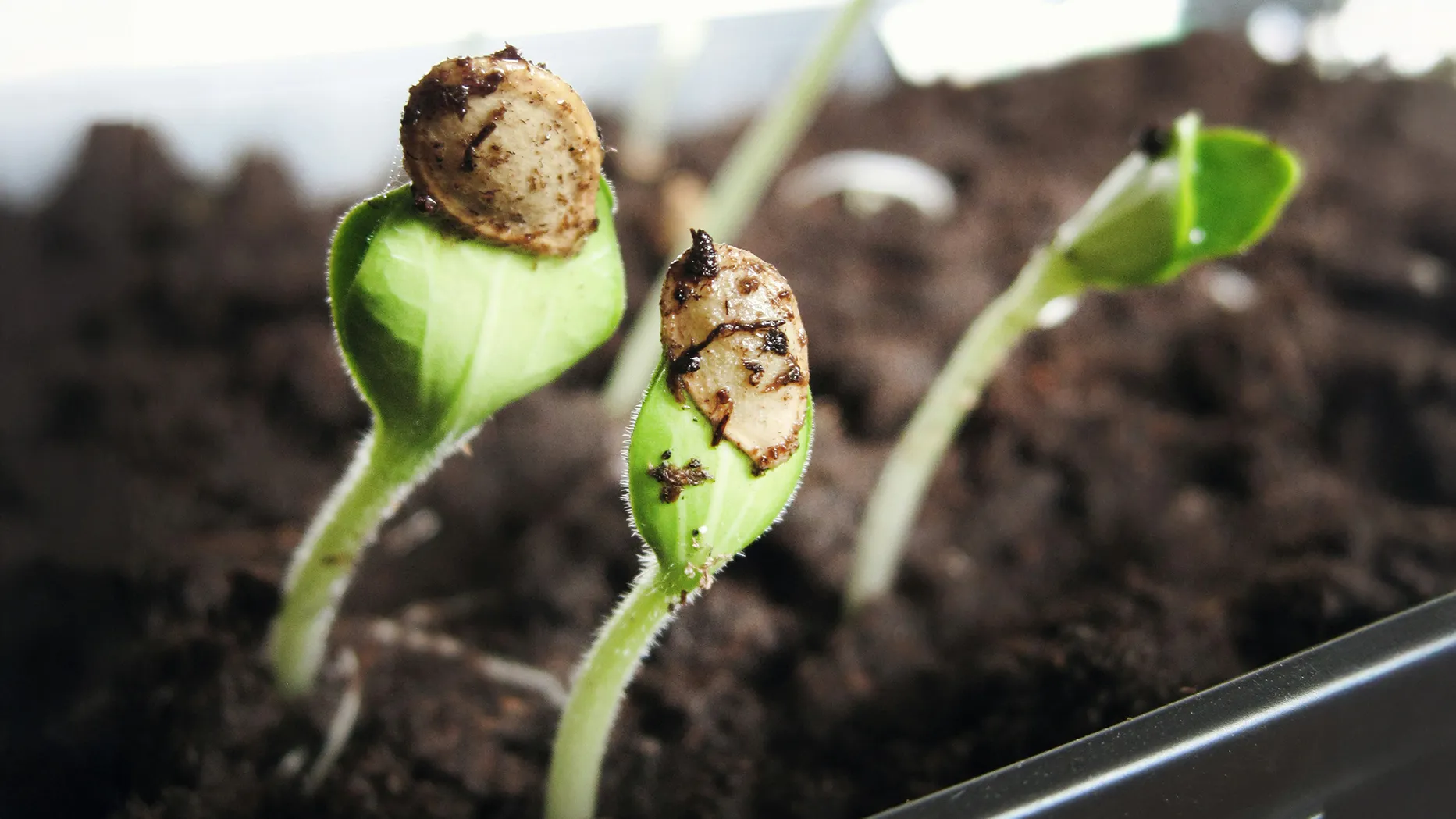 propagating seeds