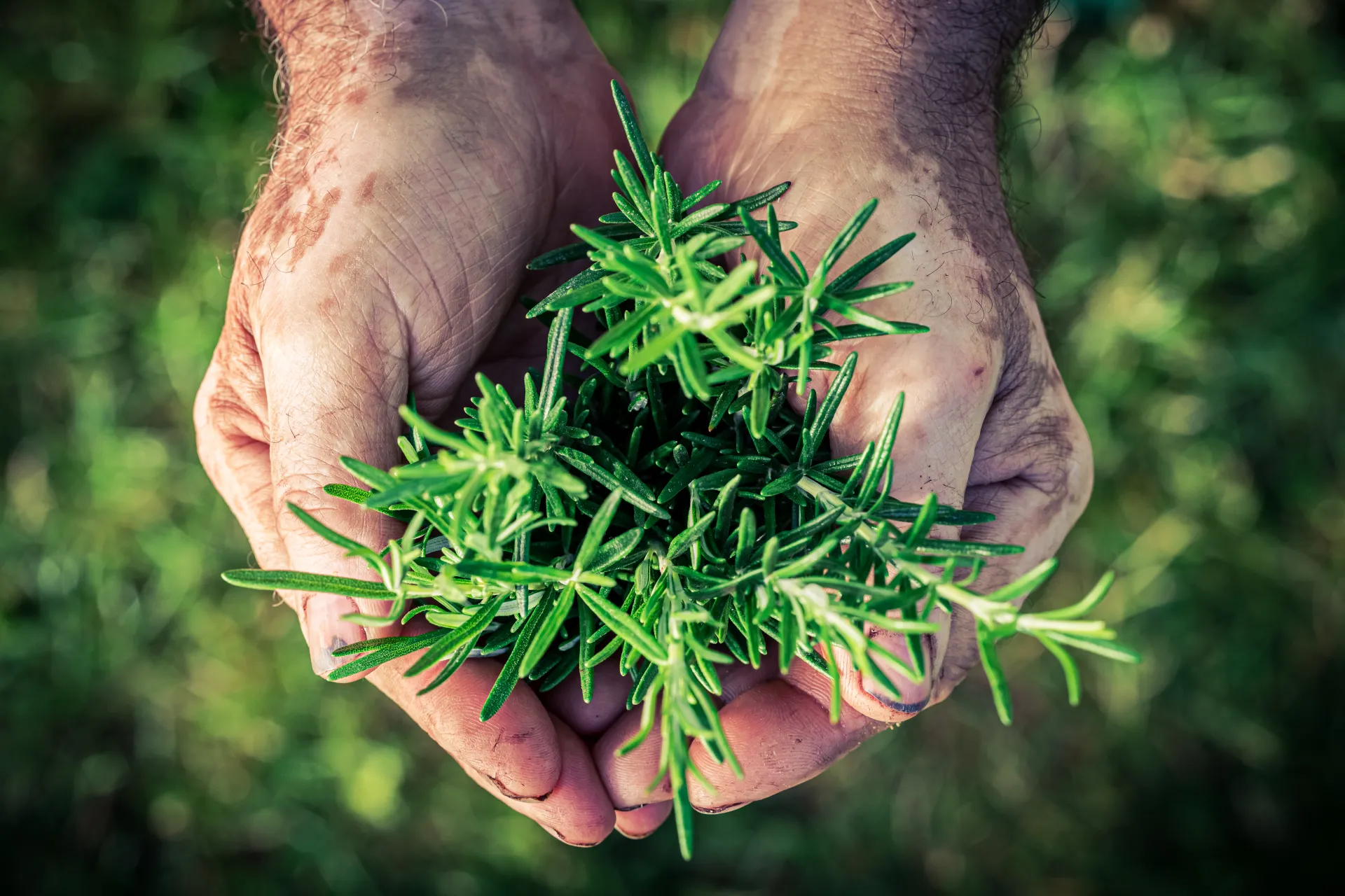 rosemary