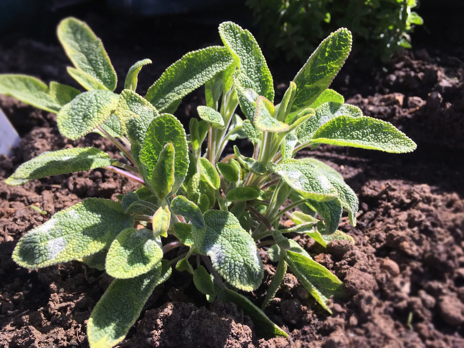 sage