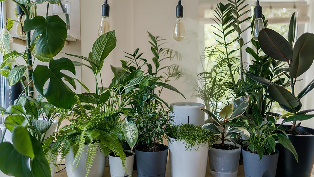 group of plants
