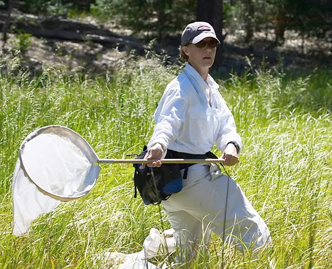 Entomologist Fran Keller, who holds a doctorate from UC Davis, prepares to catch an insect. (Photo by Alex Wild)